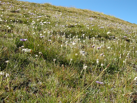 Antennaria dioica / Sempiterni di montagna